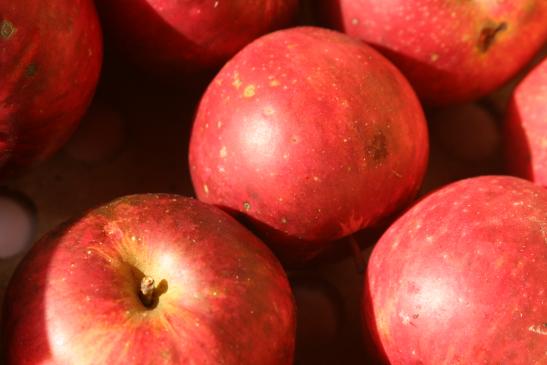 Herbst Apfelernte im klein Obstgarten